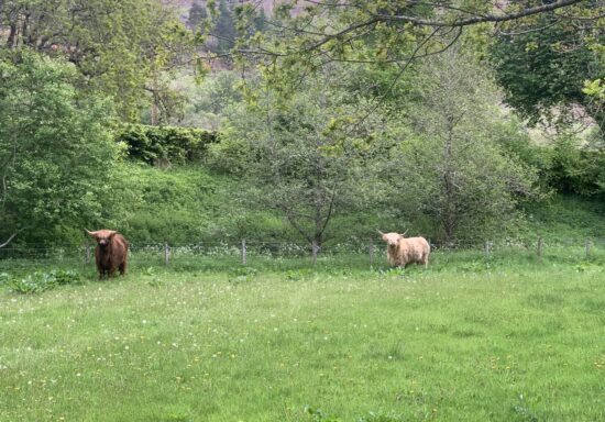 Highland Cows