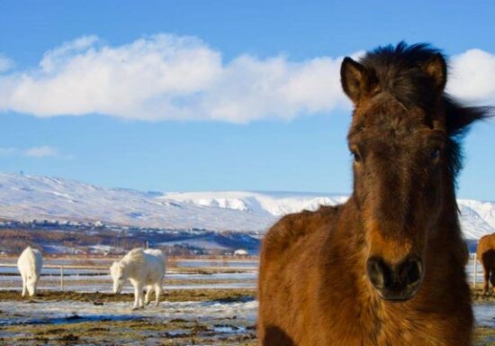 Iceland-horses