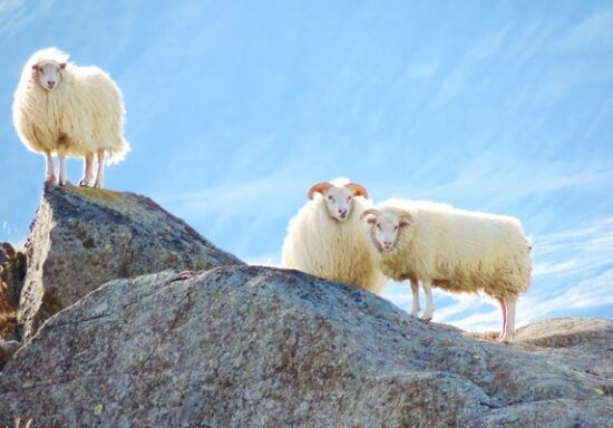 Iceland-sheep