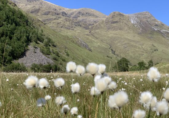 Meadow 2